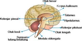 pituitari2